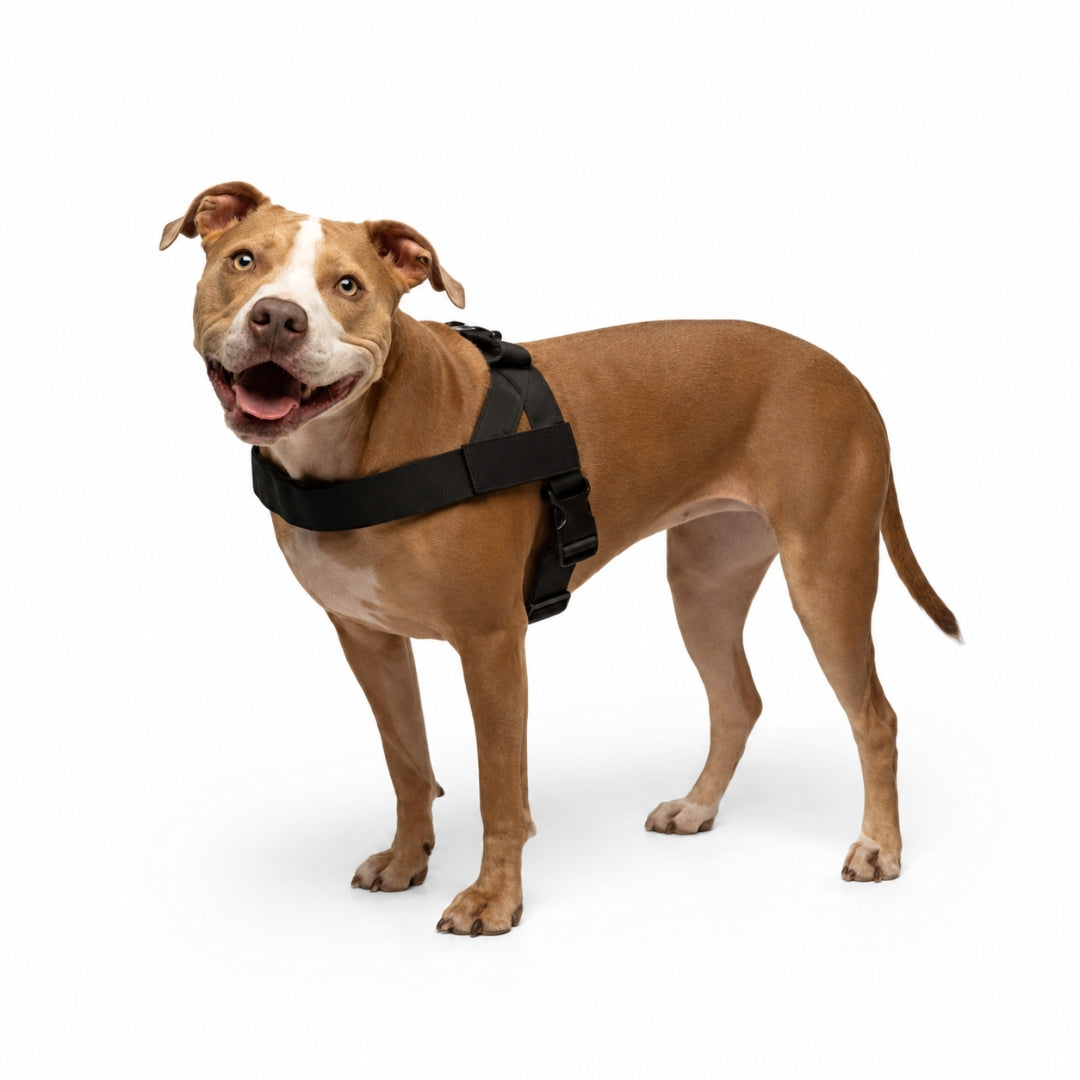 No-Pull Dog Harness